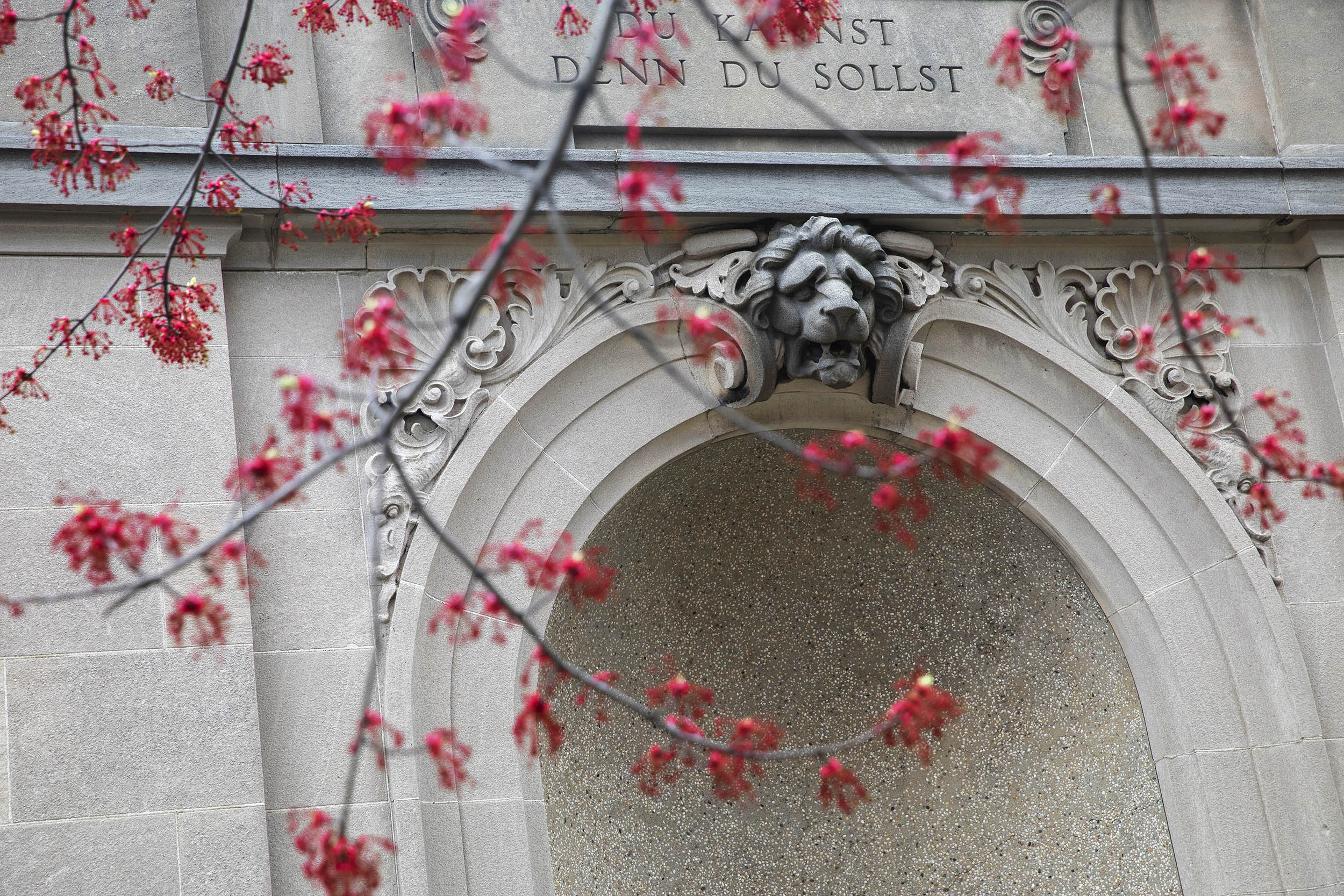 Flowering trees are pictured outside the Minda de Gunzburg Center for European Studies.