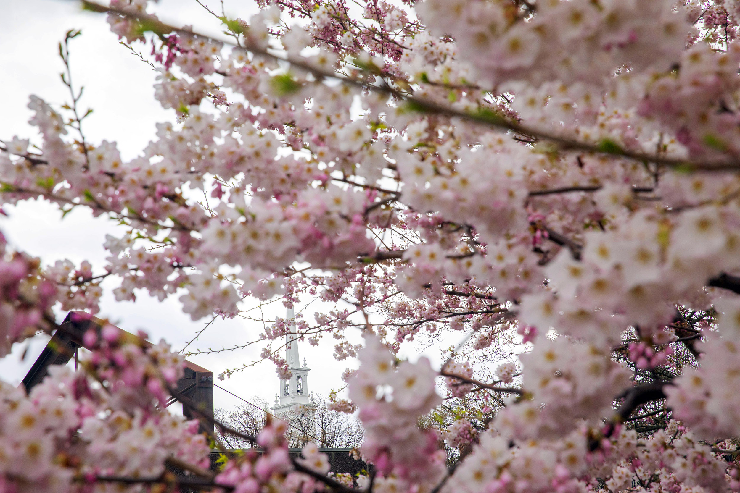 Cherry blossoms obscures the Science Center and Memorial Church.