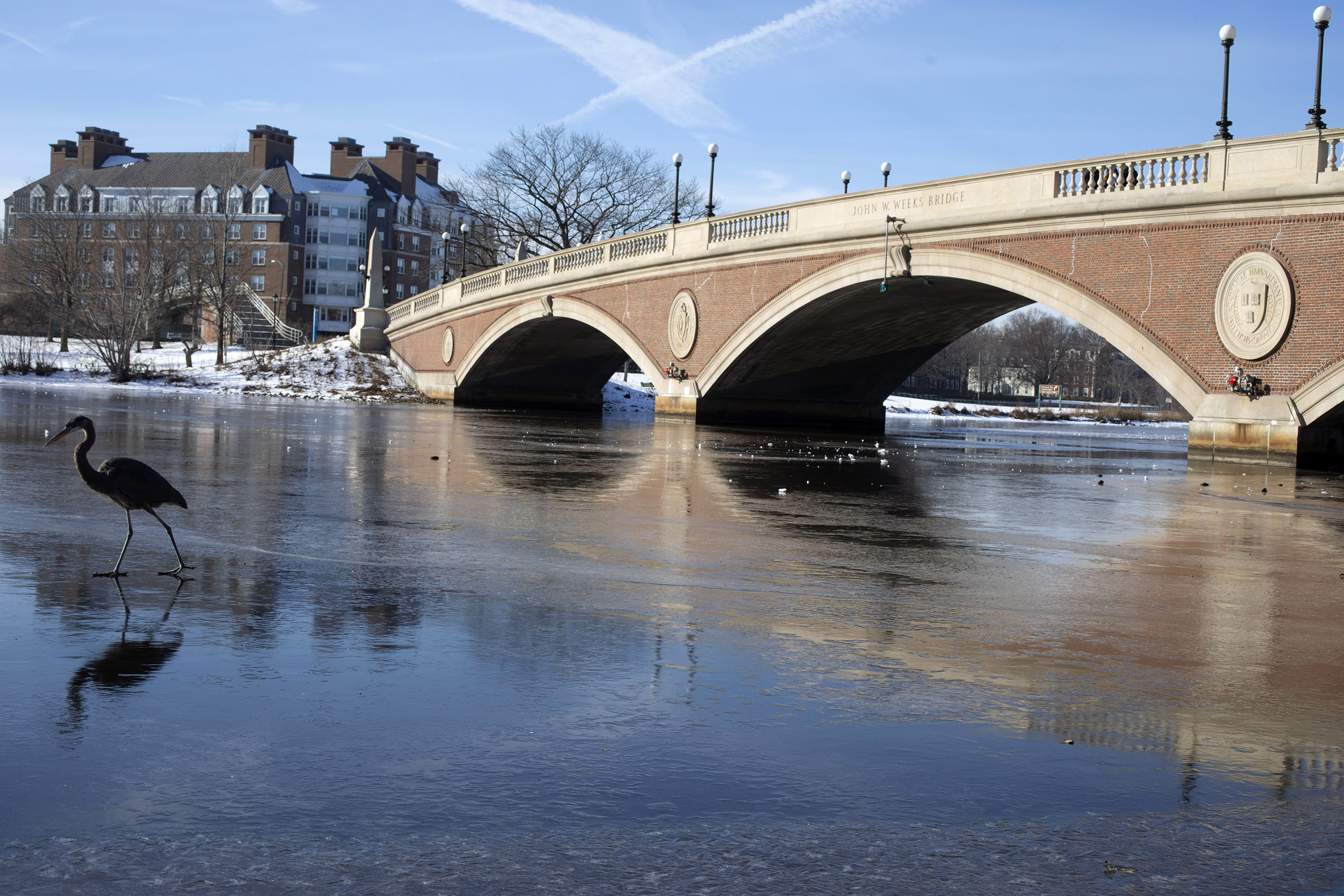 A great blue heron walks on ice near Weeks Bridge.