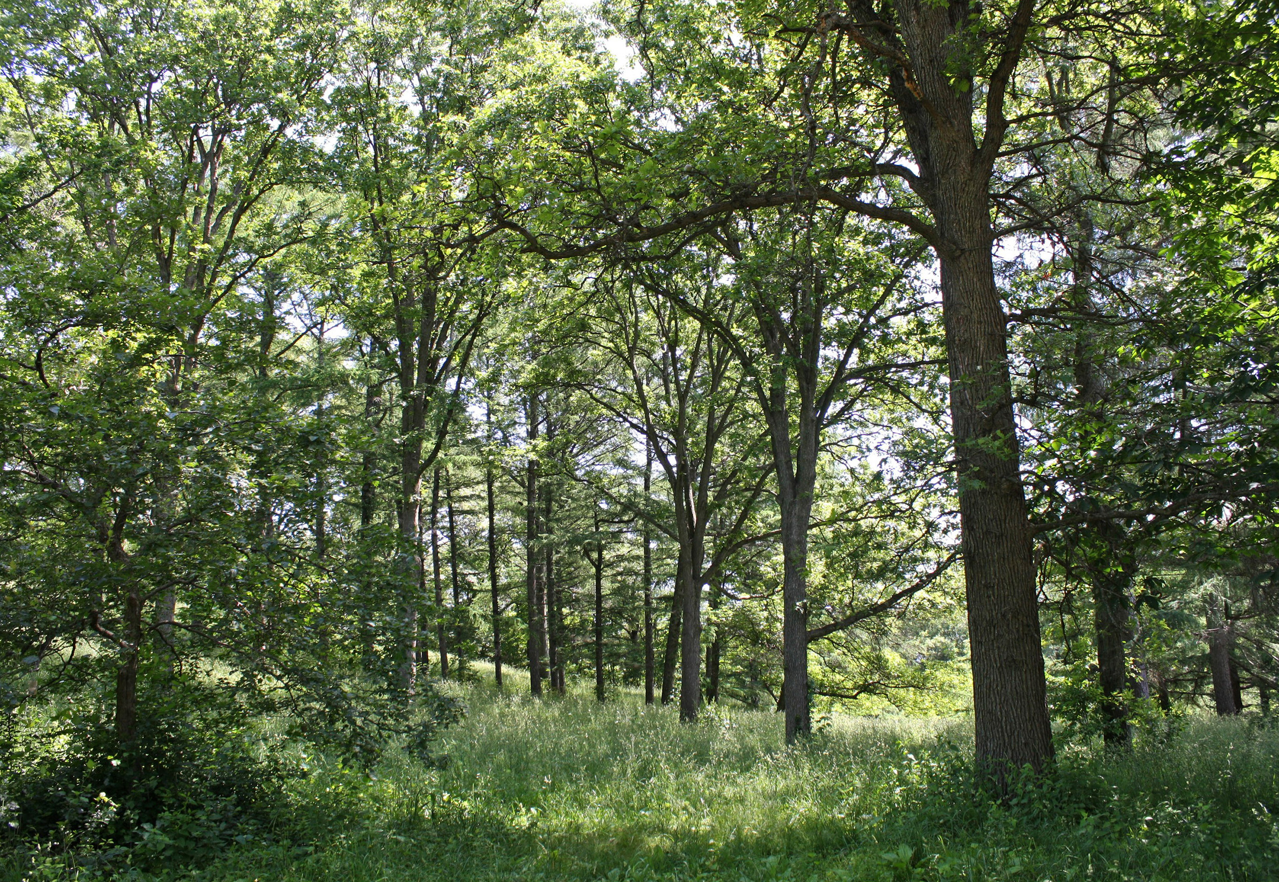 Peters Hill at the Arboretum.