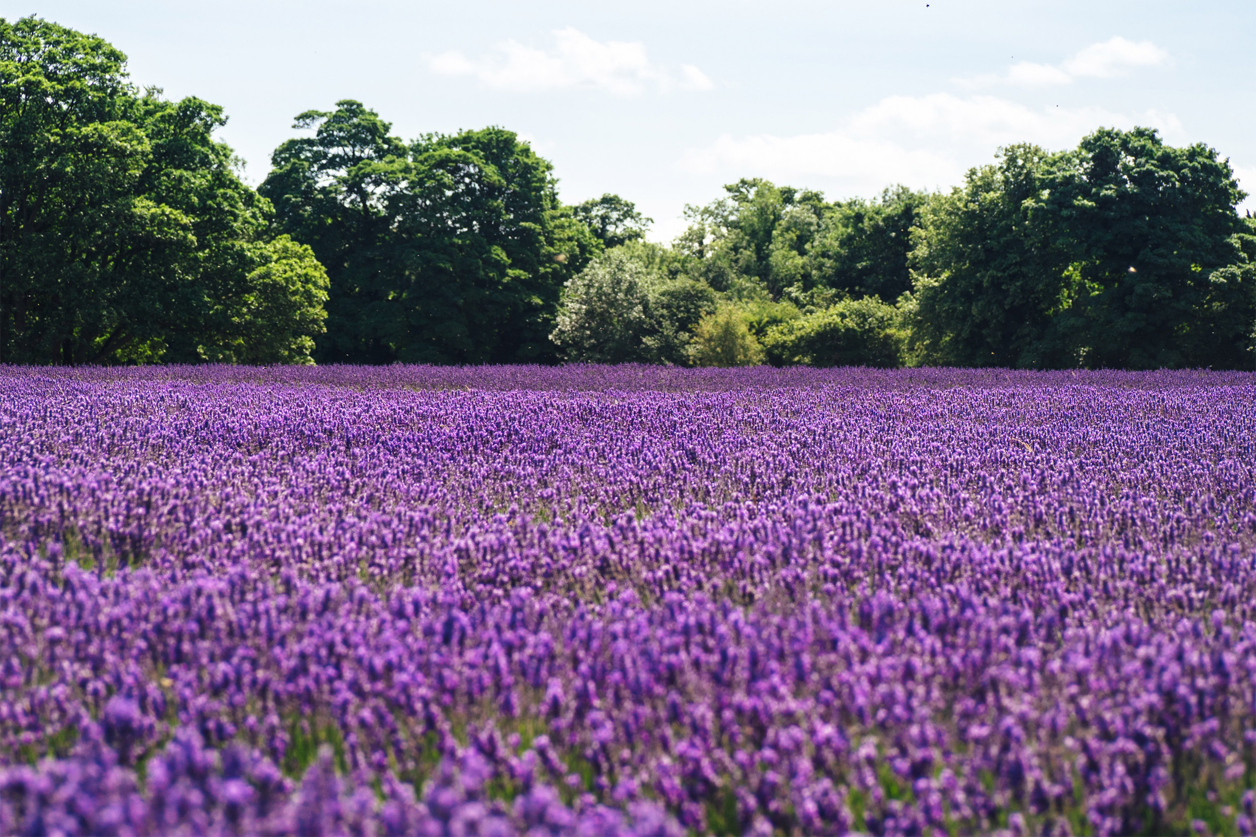 Lavender field.