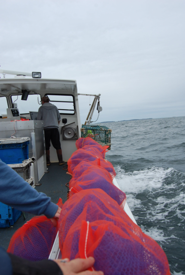 View on a scallop larvae collecting boat