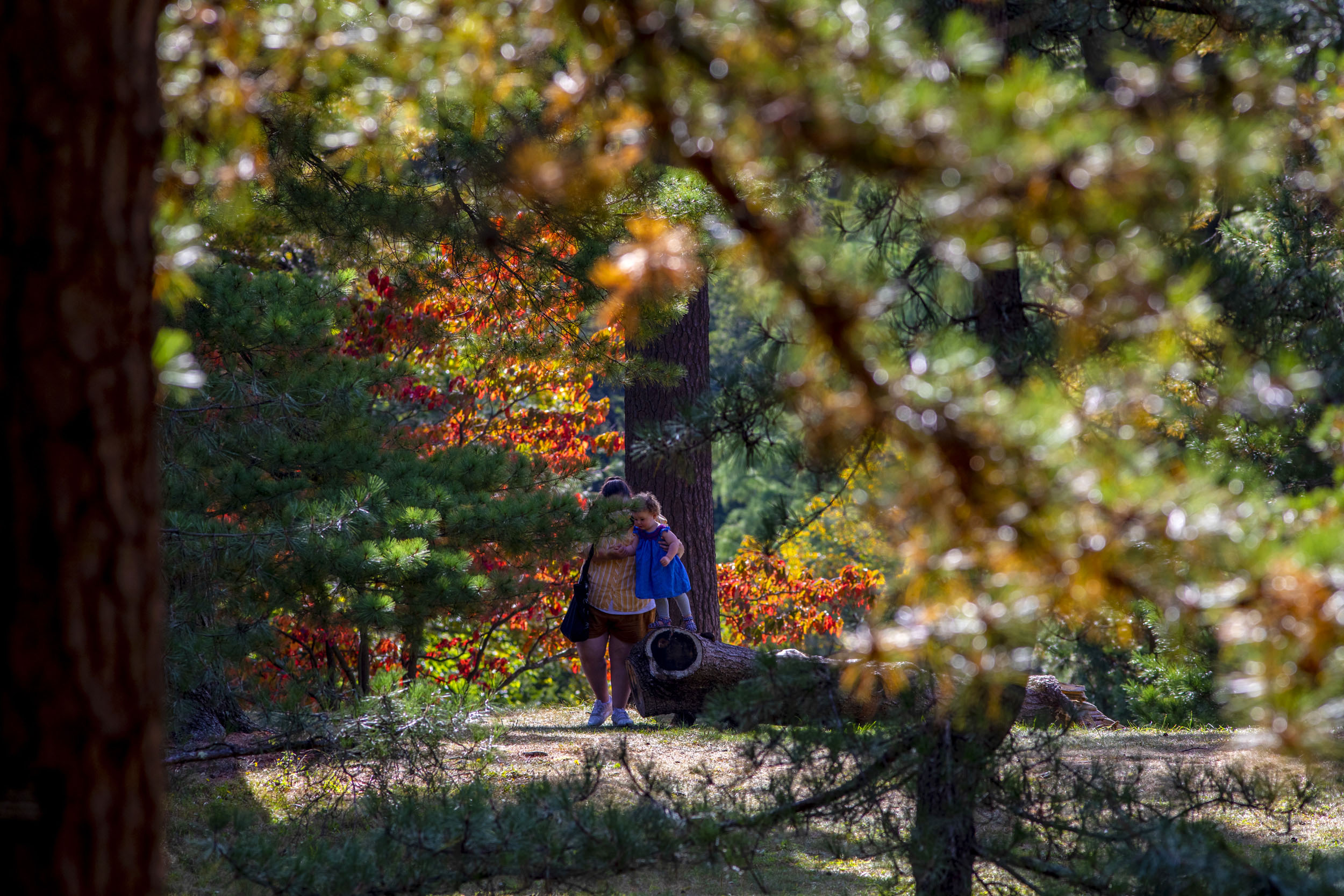 A felled tree makes for a fun obstacle course.