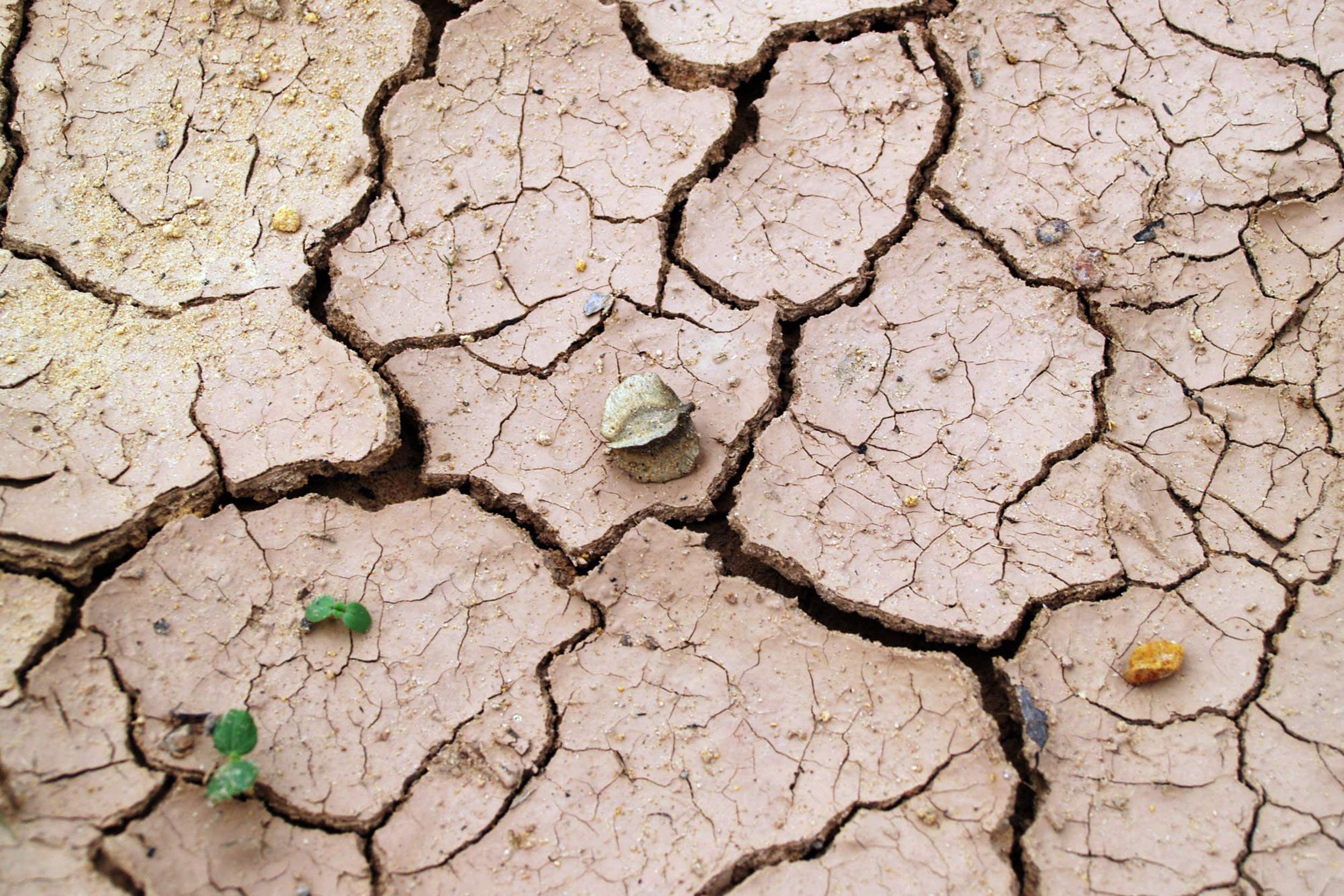 Dried soil from drought.