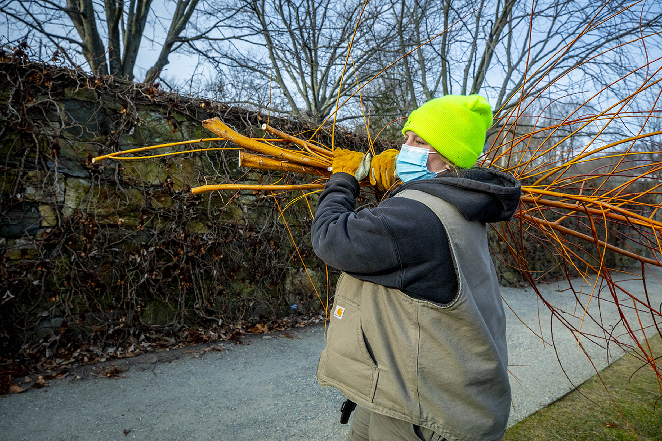 Gardener, Rachel Lawlor, carries an armload of cuttings.