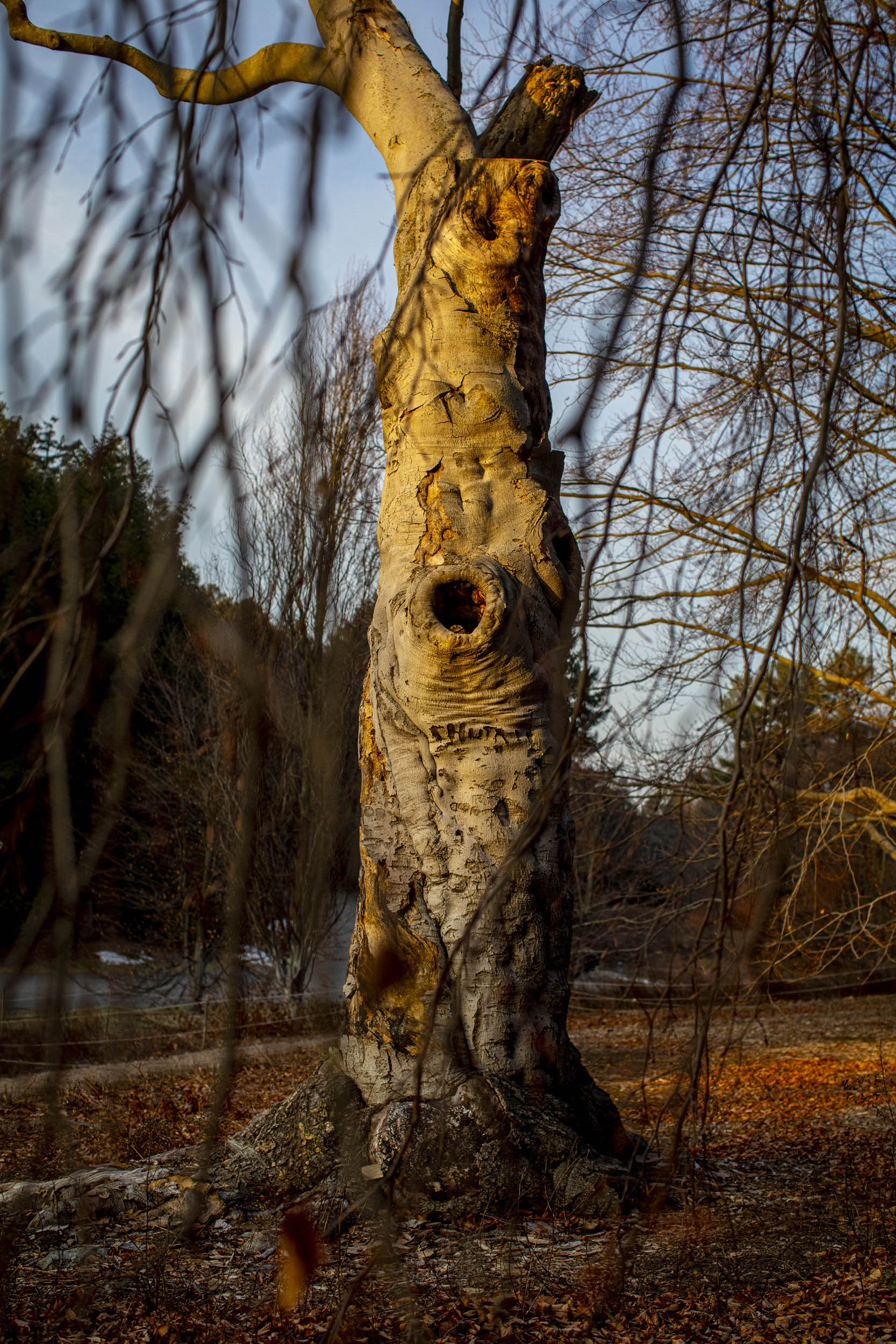 The Beech Tree collection on Beech Path in the Arnold Arboretum.