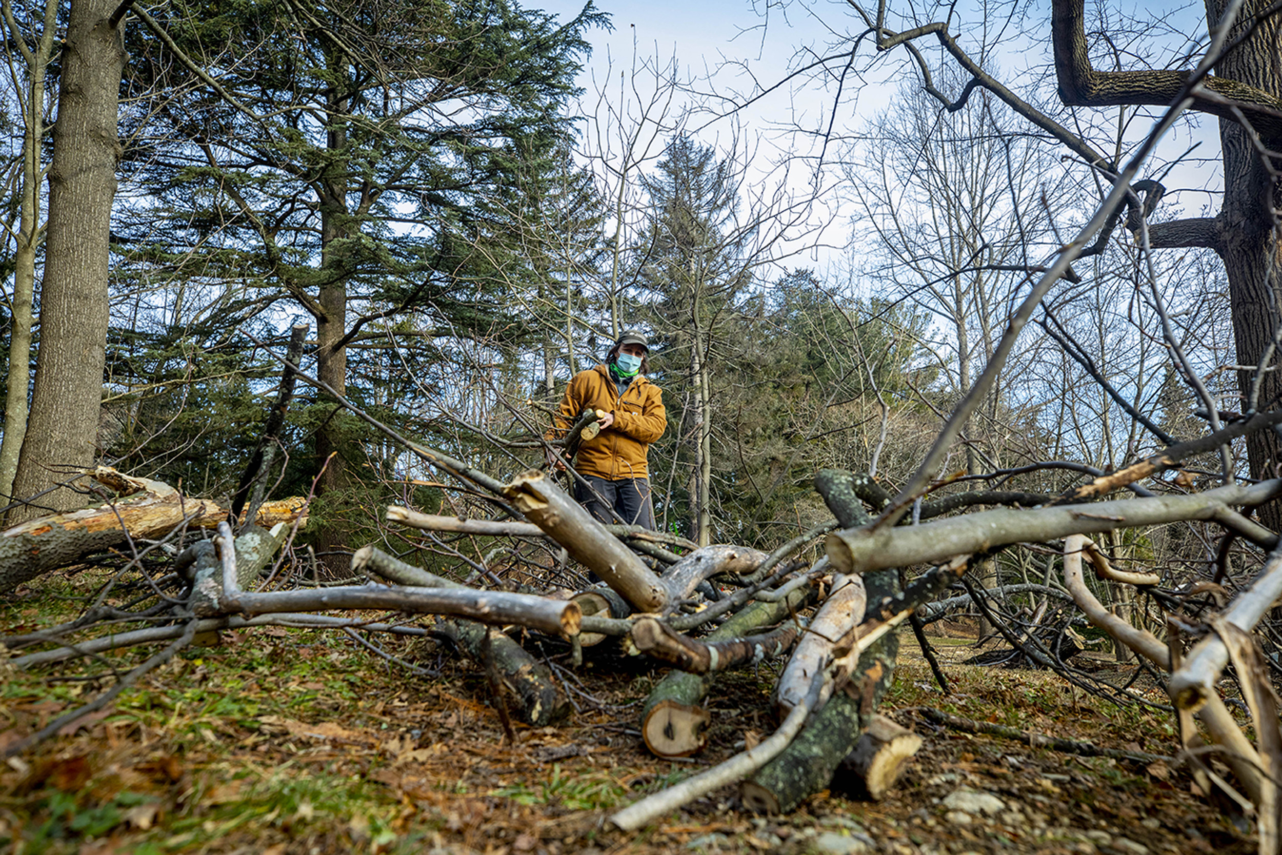 Laura Mele piles some freshly cut limbs.