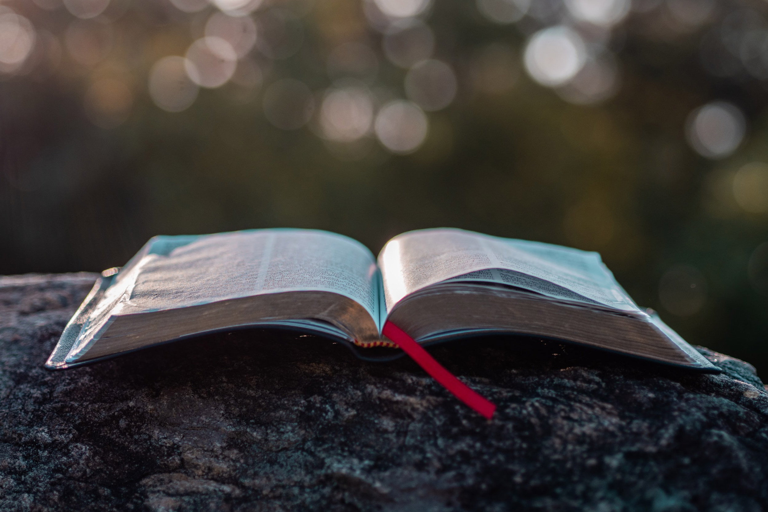 Bible sitting open on log.