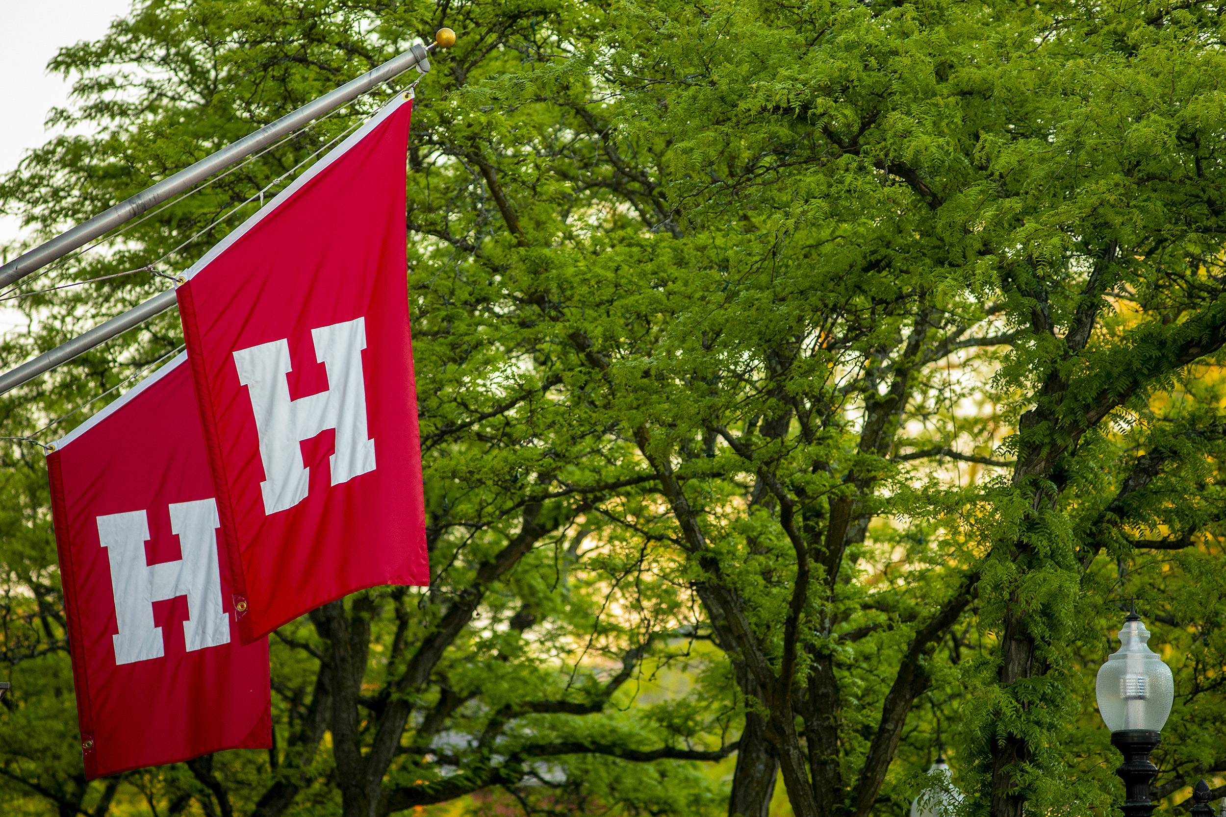 Harvard flags.