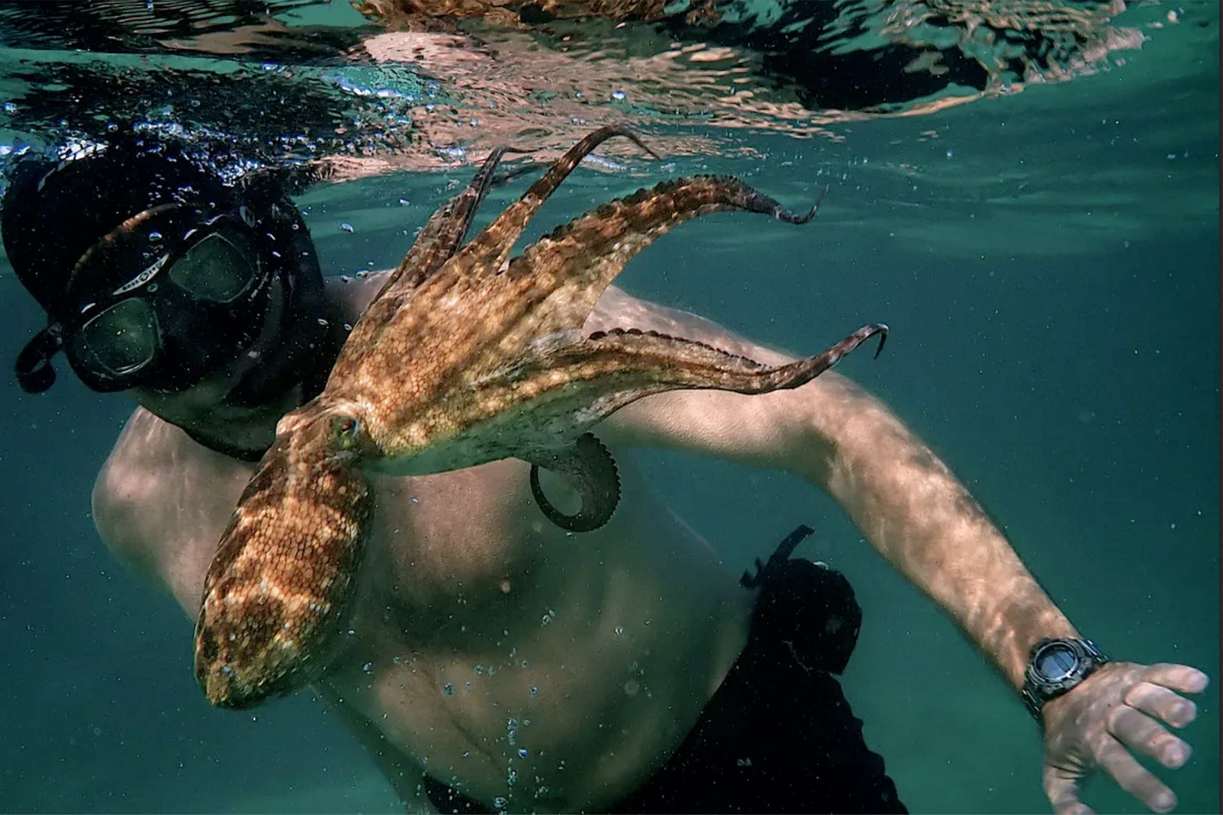 Diver Craig Foster with octopus from “My Octopus Teacher.”