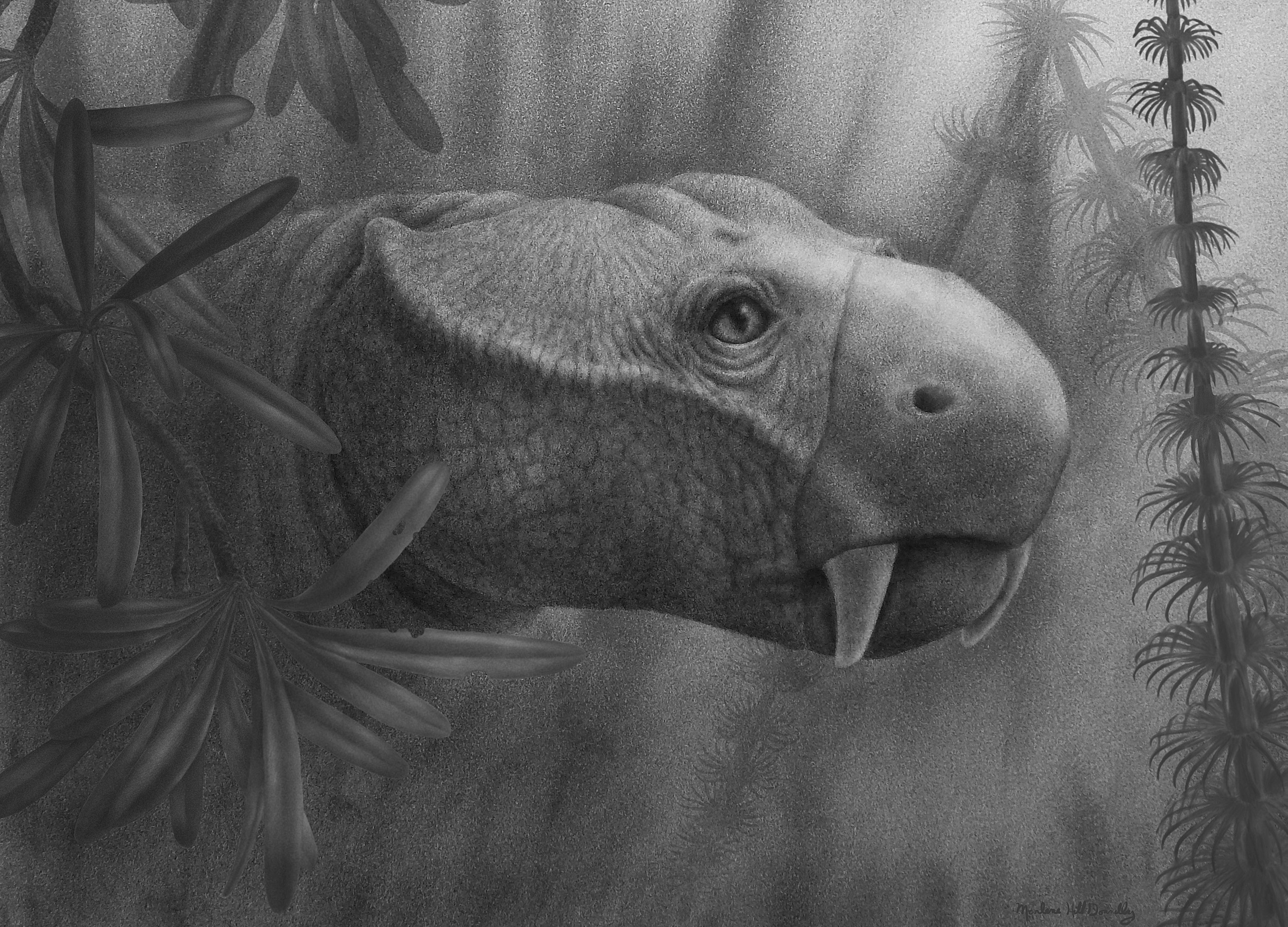 dicynodont Dicynodon.