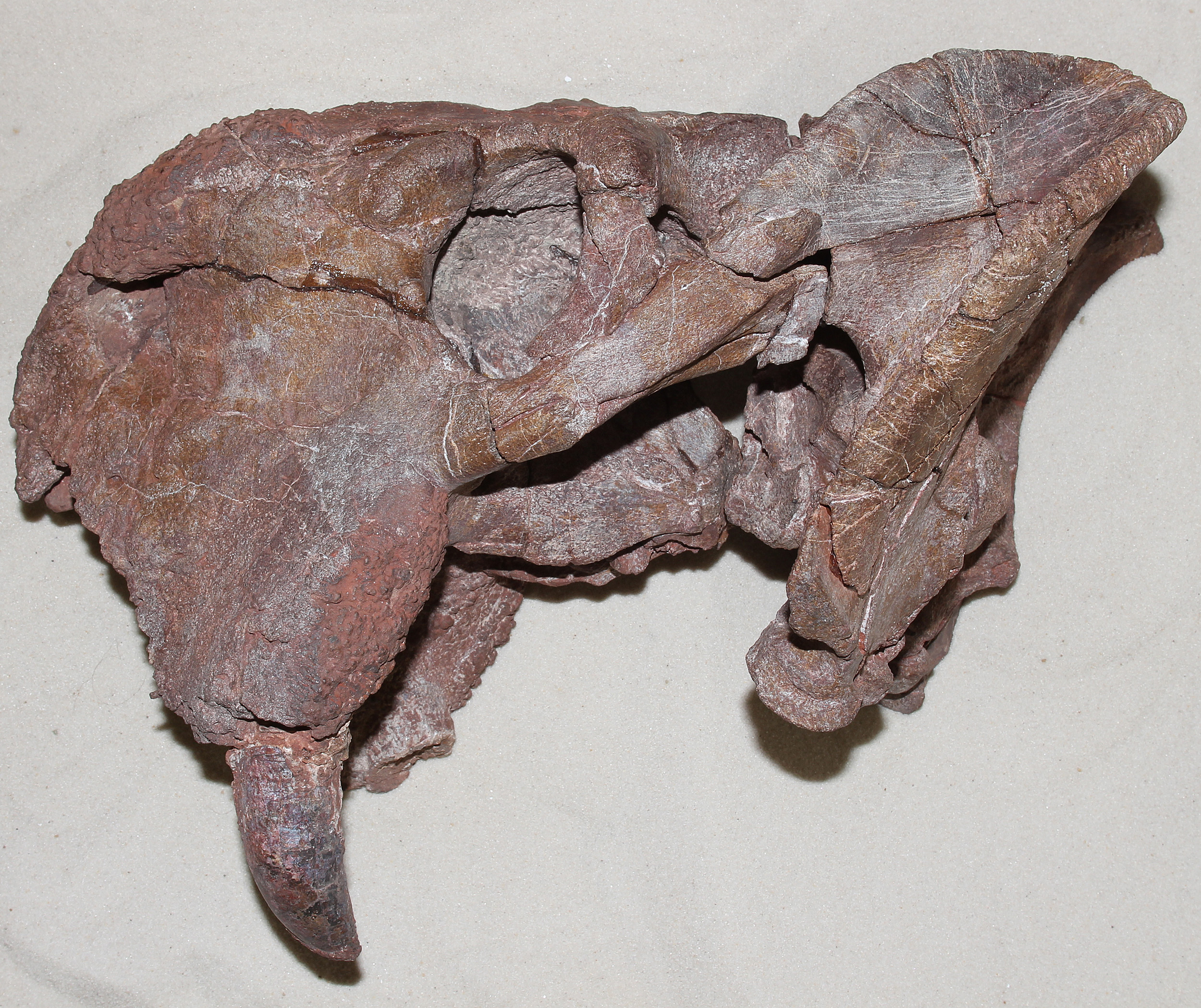 dicynodont Dolichuranus skull.