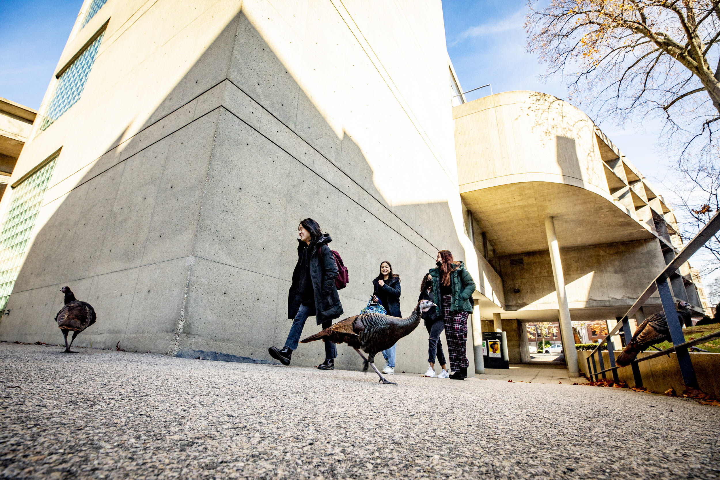 Turkeys mingle outside the Carpenter Center.