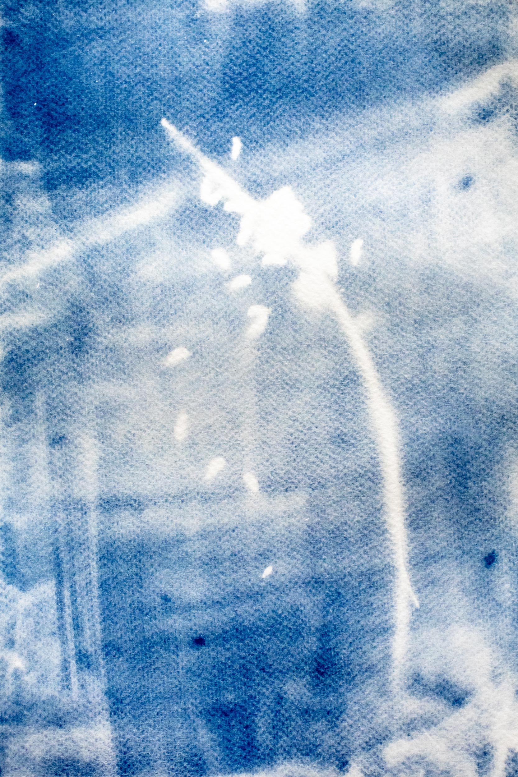 Cyanotypes of plants