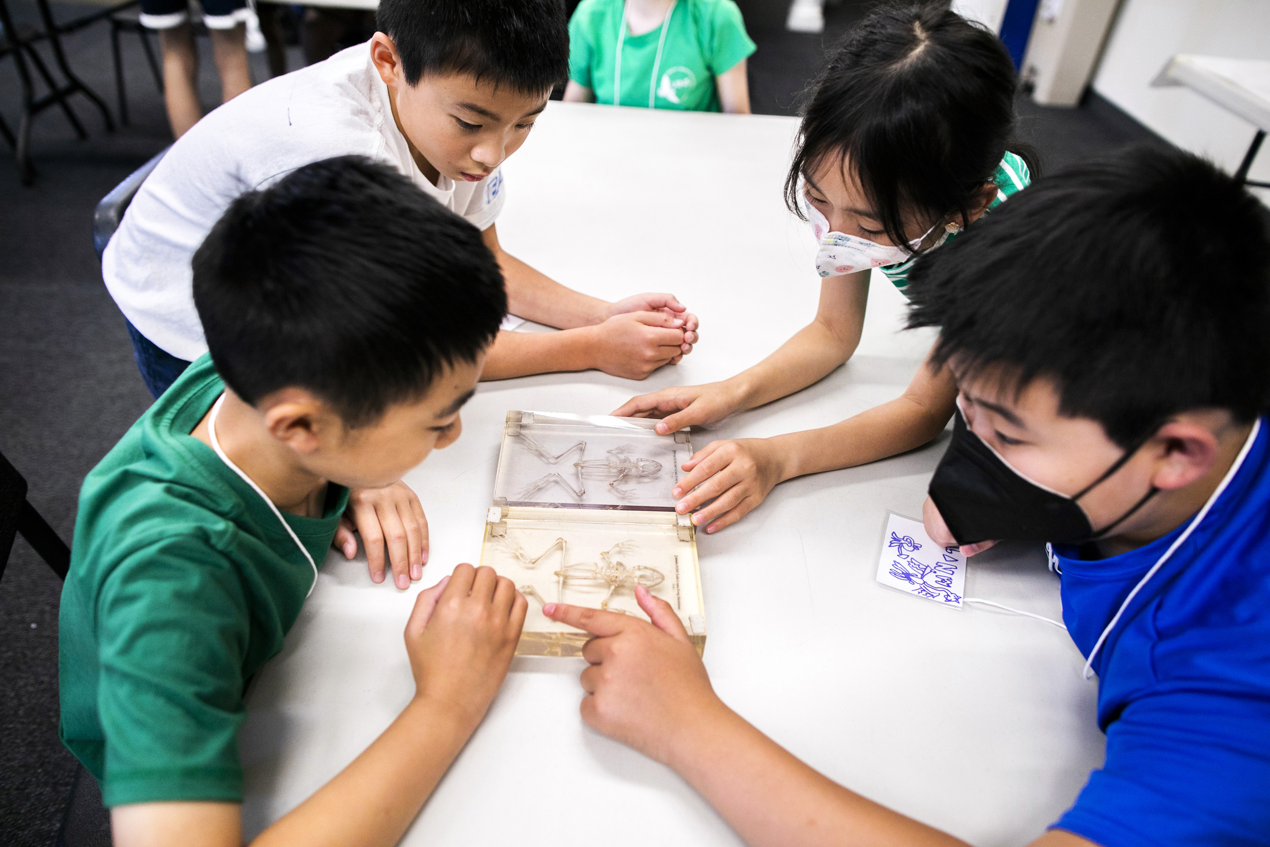 Maxwell Luo (clockwise from left), Raymond Wang, Michelle Luo, and Alan Wang examine skeleton samples in the classroom.