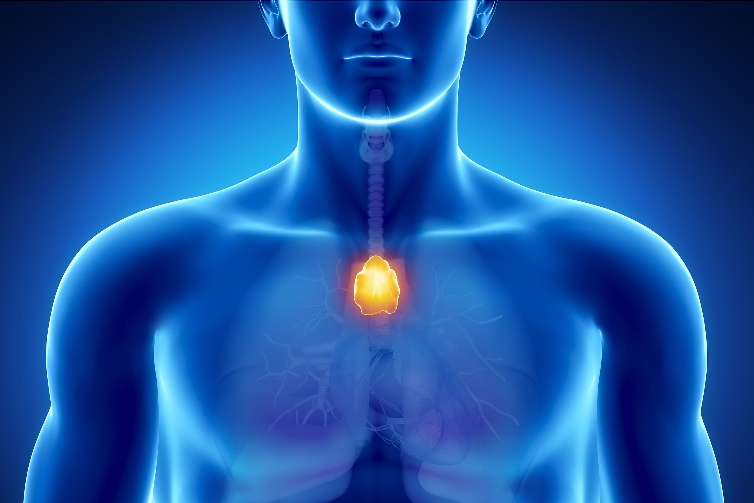 Thymus illustration.