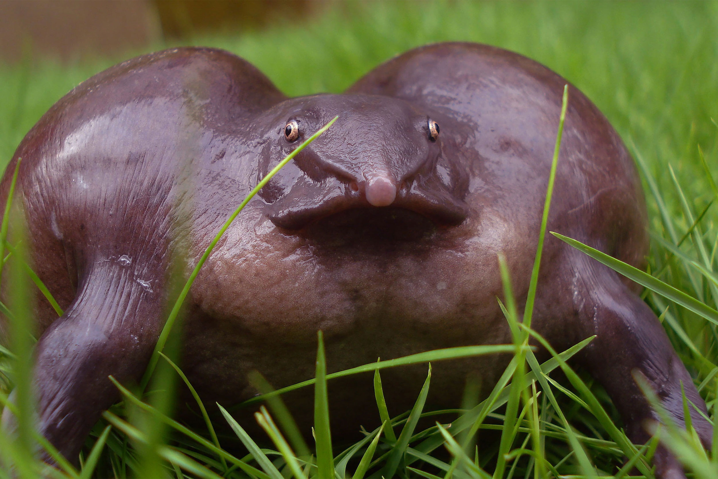 Indian Purple Frog.