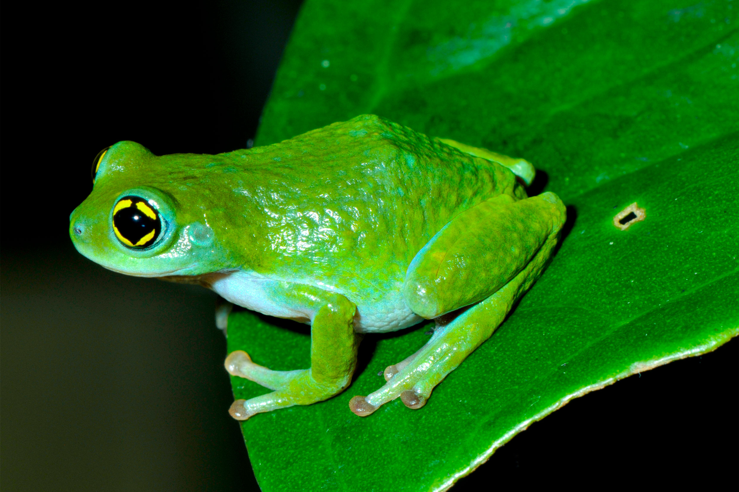 Günther’s Shrub Frog