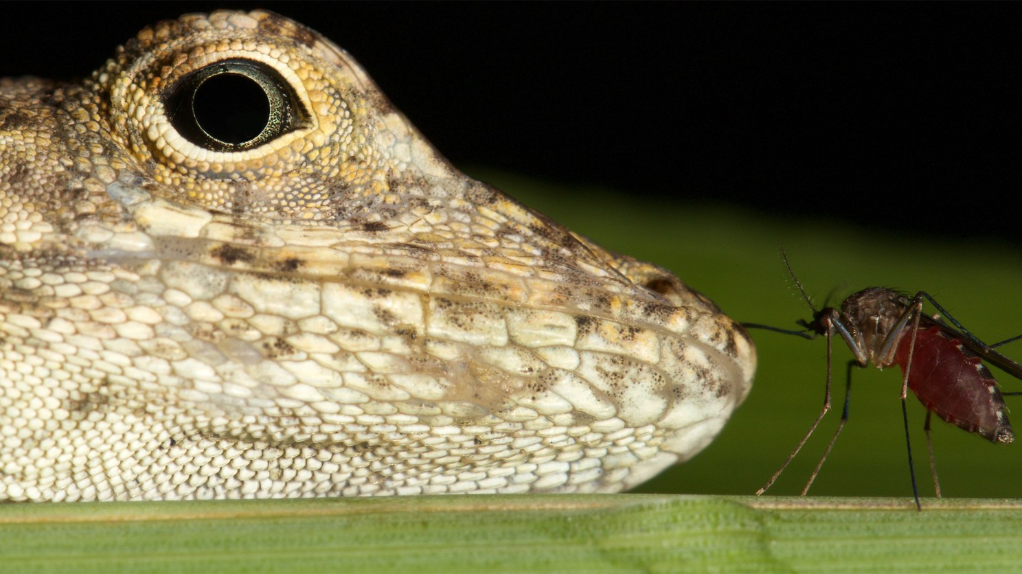 A Culex mosquito (Culex pilosus) feeding from an invasive brown anole lizard in Florida.