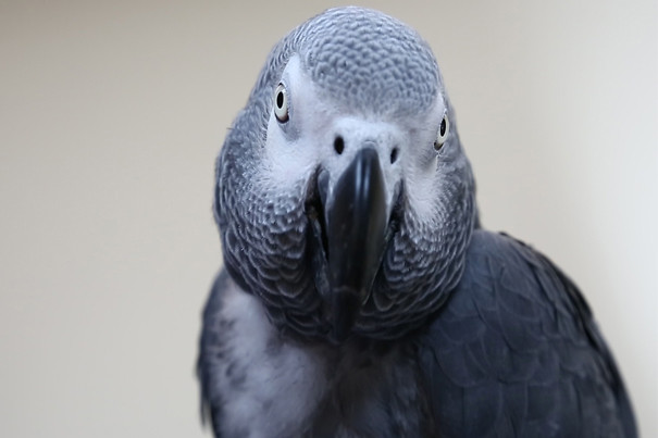 grey parrot