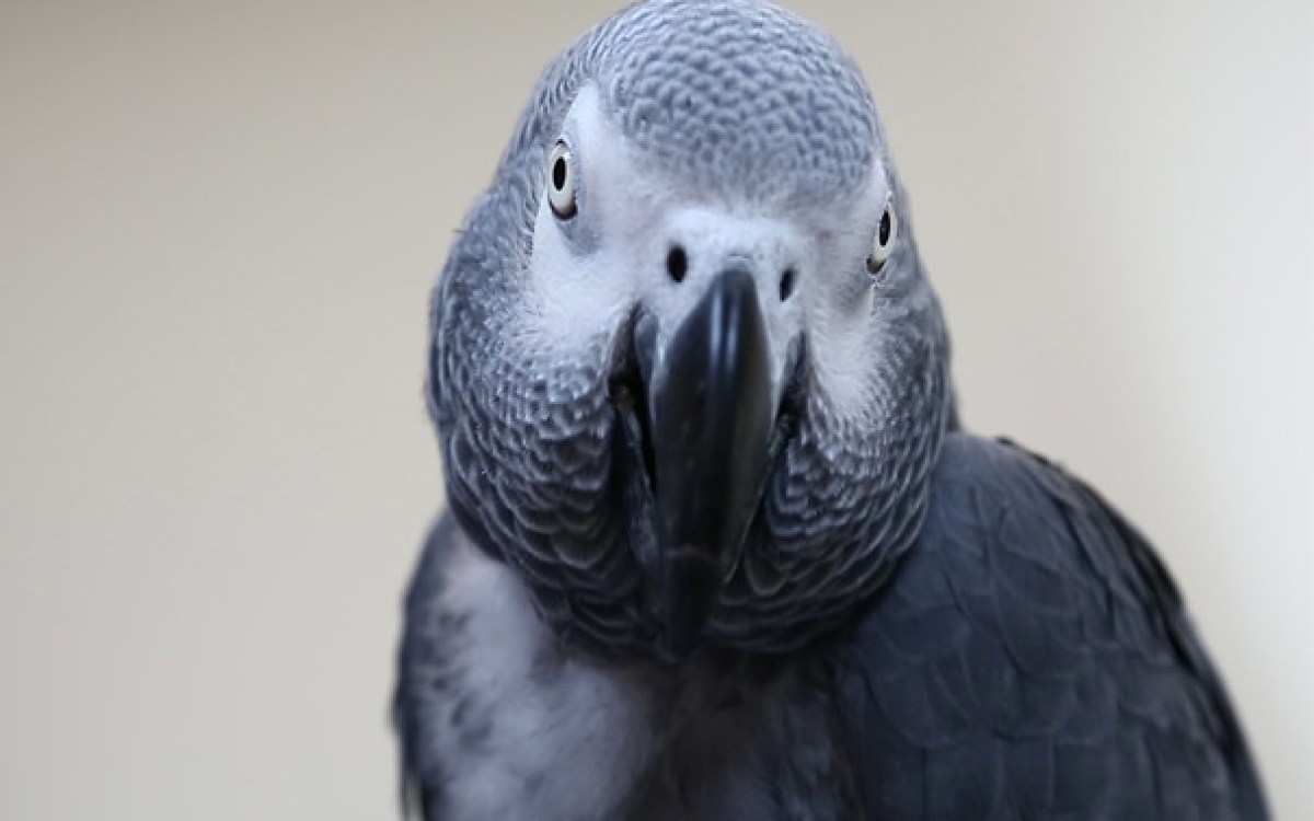 grey parrot