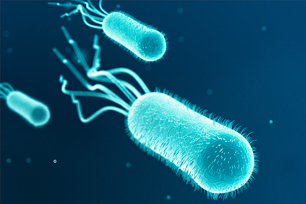 E. coli