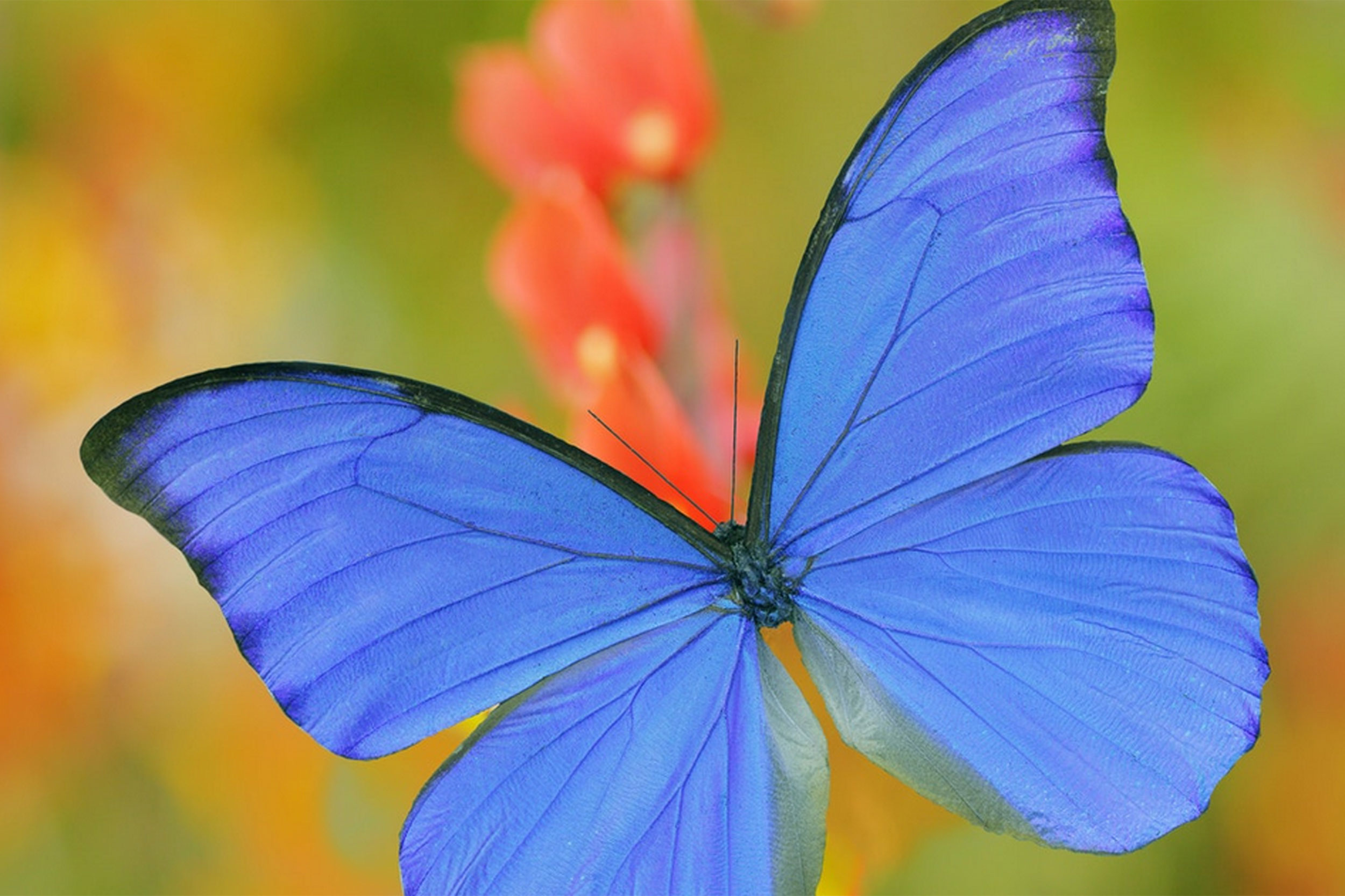 Butterfly wings inspire air purification improvements harvard gazette