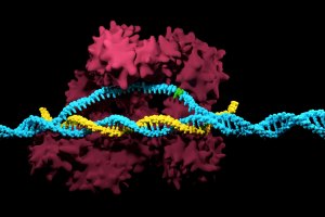 CRISPR-Cas9