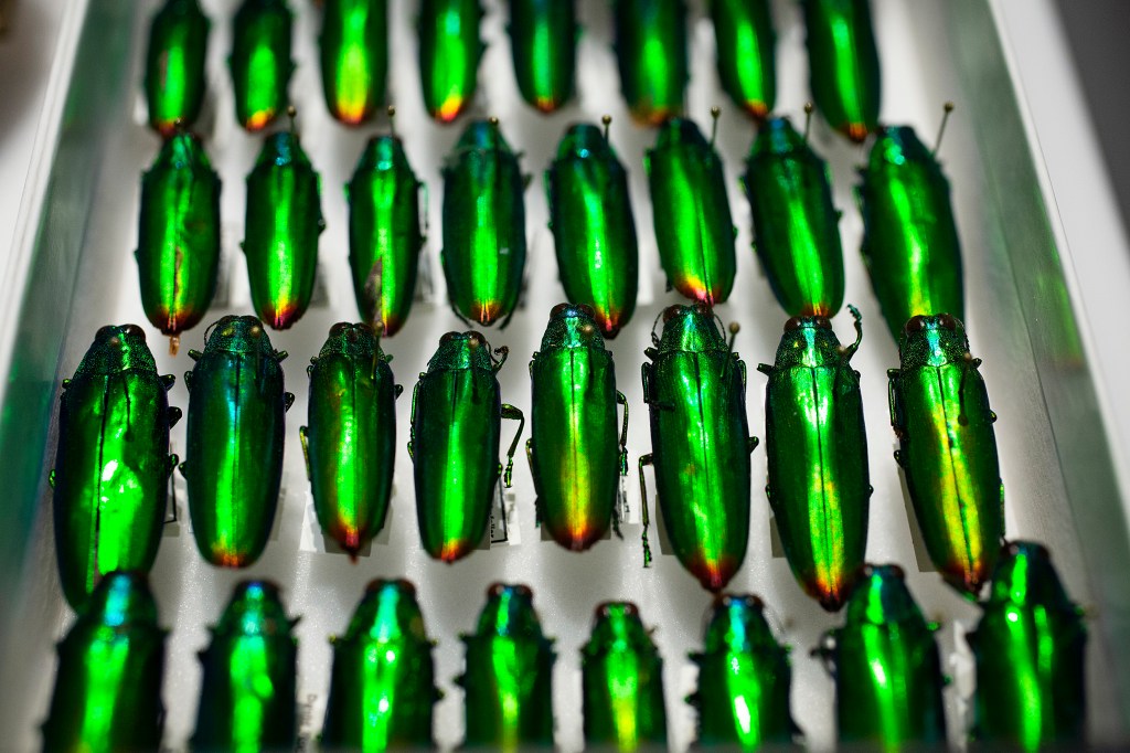 Family Buprestidae, Species Chrysochroa fulminans beetles