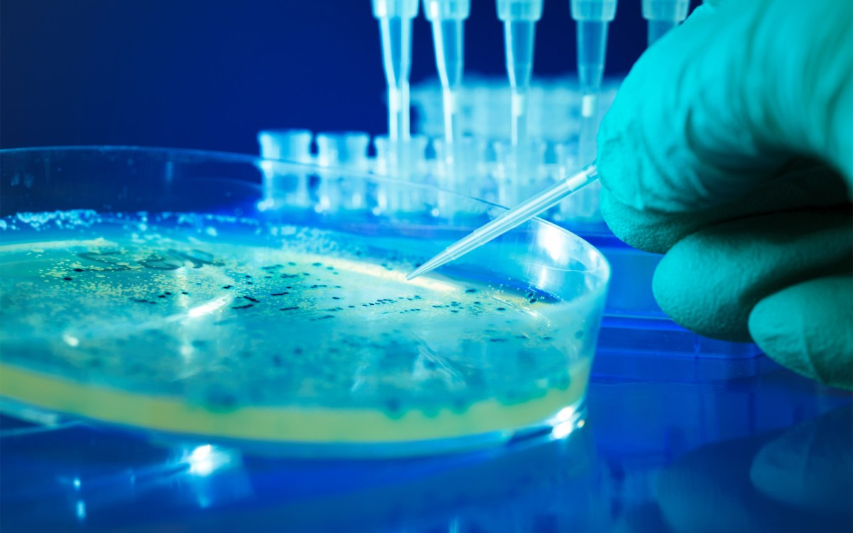 Close-up of a Petrie dish with bacteria colonies in a lab