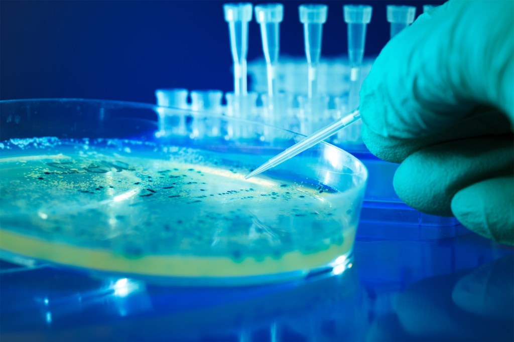 Close-up of a Petrie dish with bacteria colonies in a lab