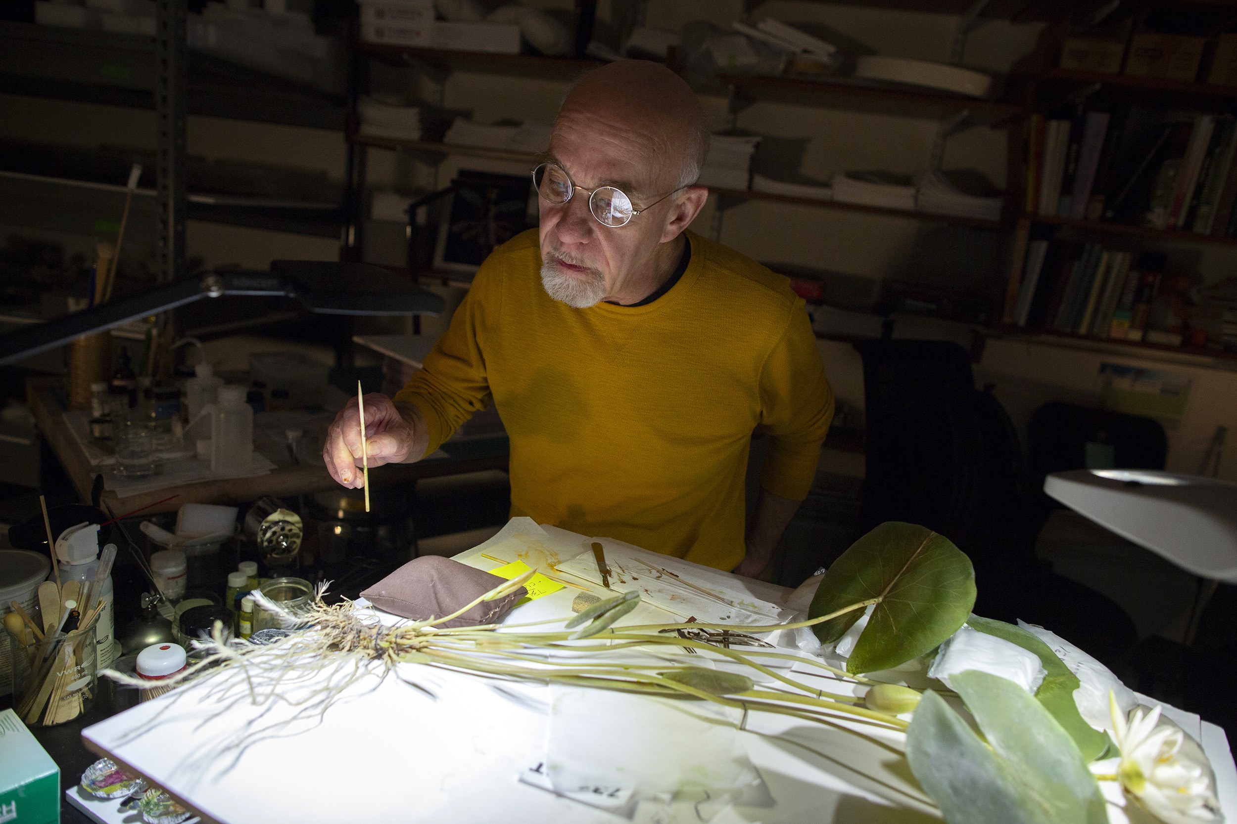 New book captures Harvard’s Glass Flowers outside their cases — Harvard ...