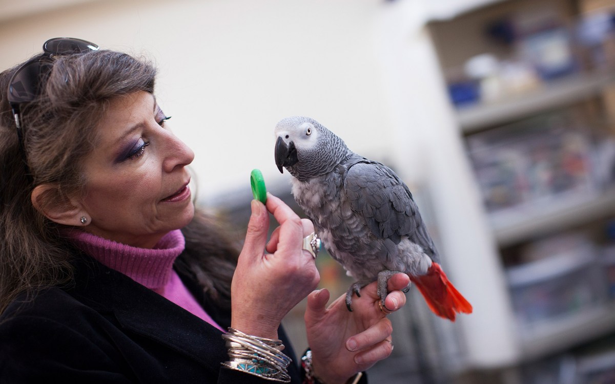 Scientist Irene Pepperberg with African grey parrot, Griffin.