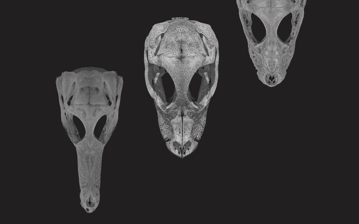 CT scans of crocodile skulls.