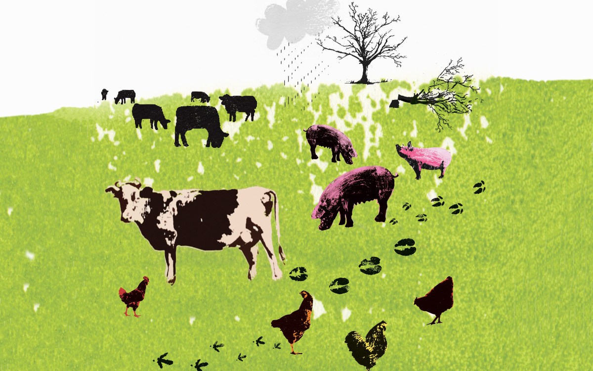 Illustration of farm animals in a field.