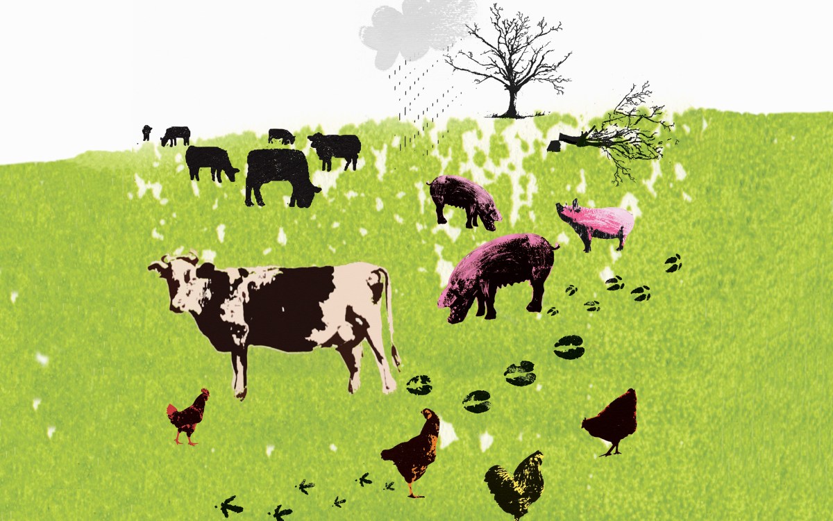 Illustration of farm animals in a field.