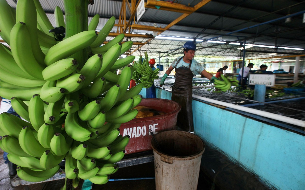 Workers sort freshly harvested bananas to be exported, at a farm in Ciudad Hidalgo, Chiapas state, Mexico.