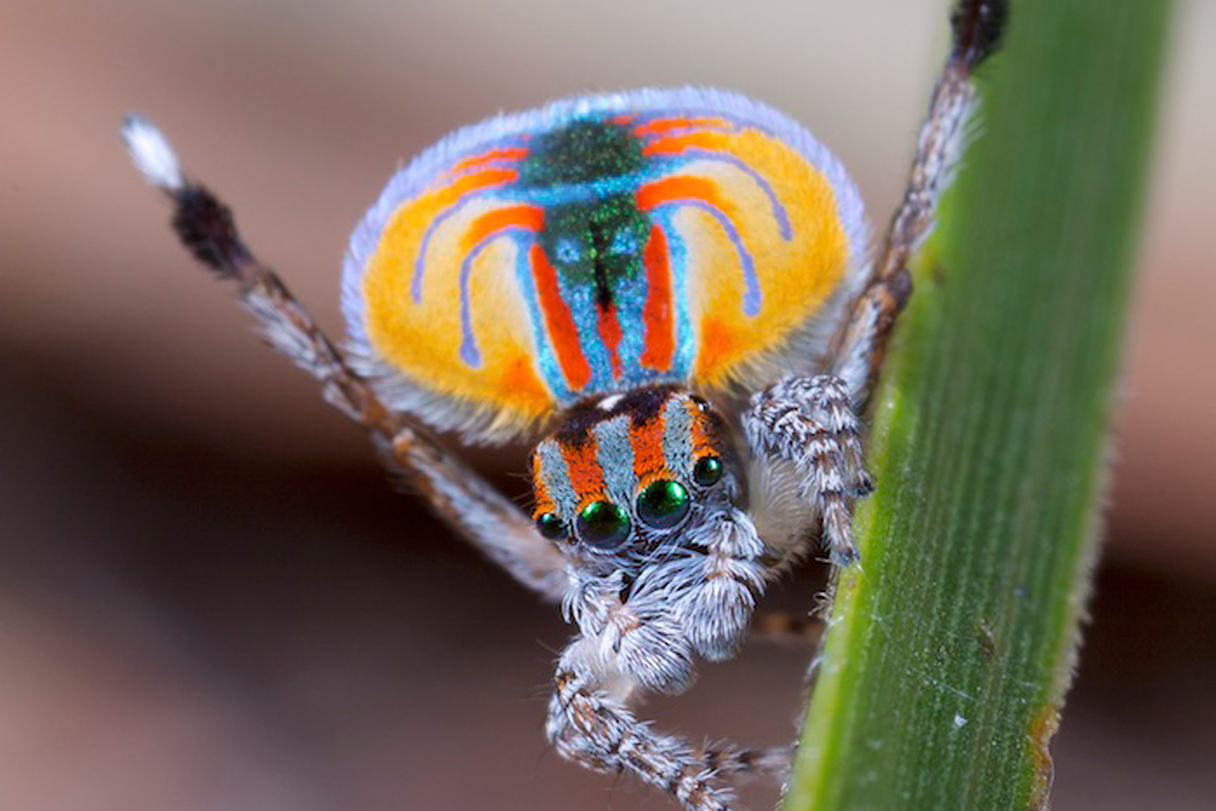 Researchers eye flashy coats of peacock spiders in pursuit of new solar ...