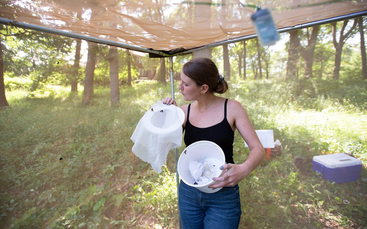 Releasing moths