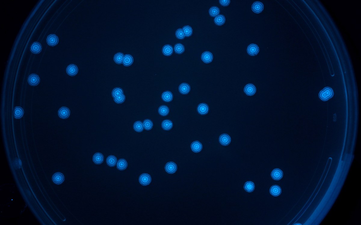 Colonies of bacteria