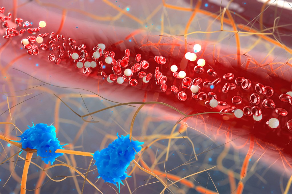 Blood vessel with white blood cells