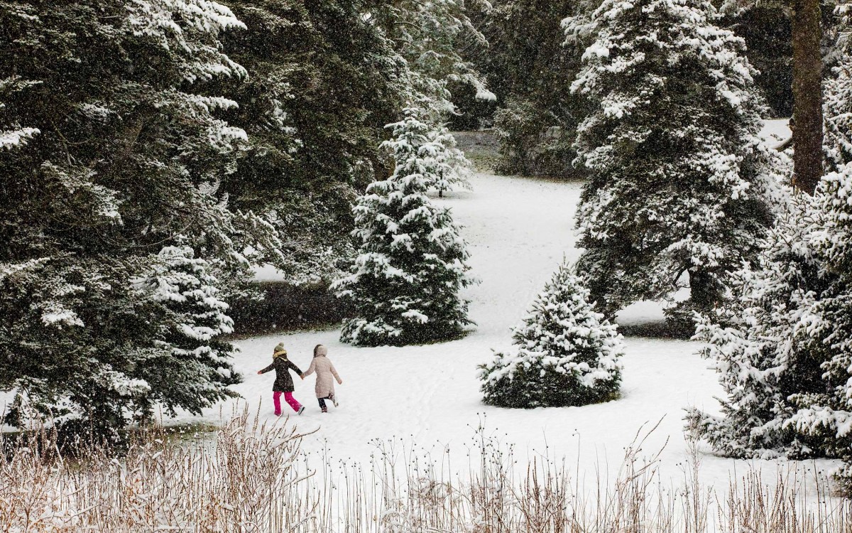 Valentina Iacobciuc and Elena Fevraleva frolic in the Conifer Collection at the Arnold Arboretum.