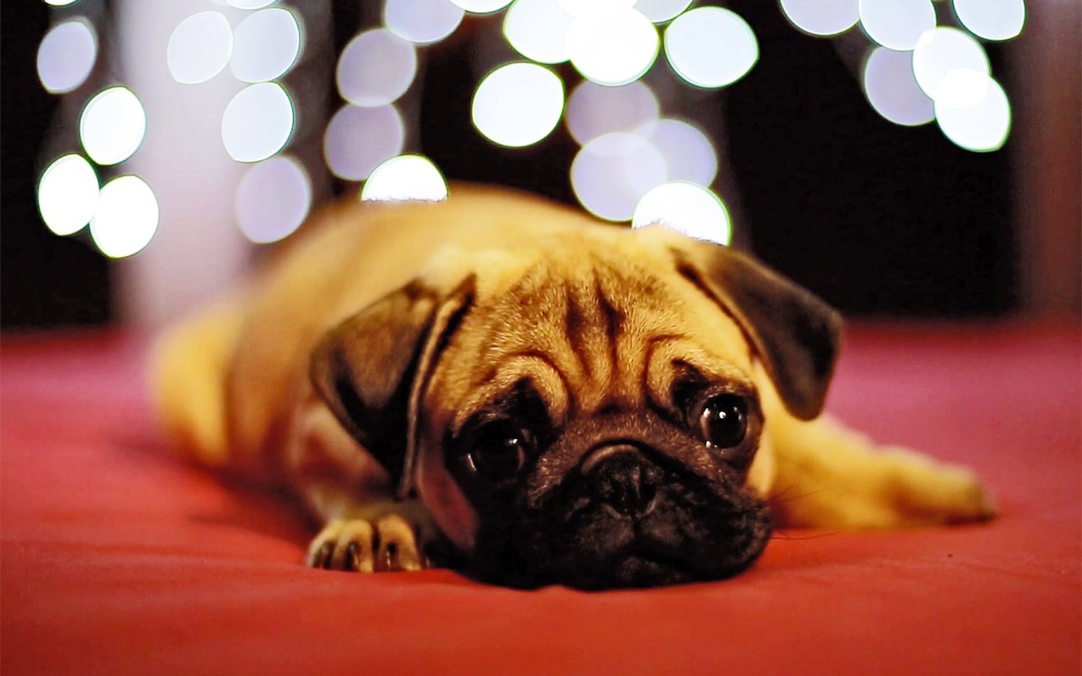 Sad-faced pug with holiday lights in background.