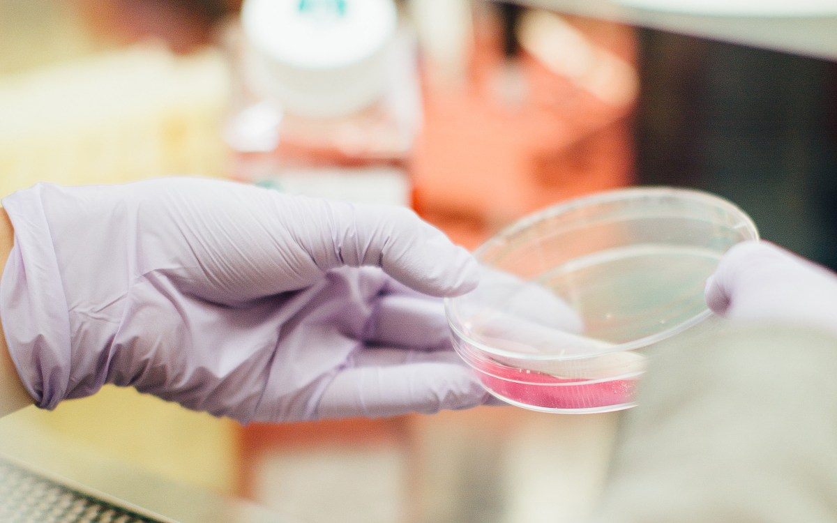 Petri dish in a lab.