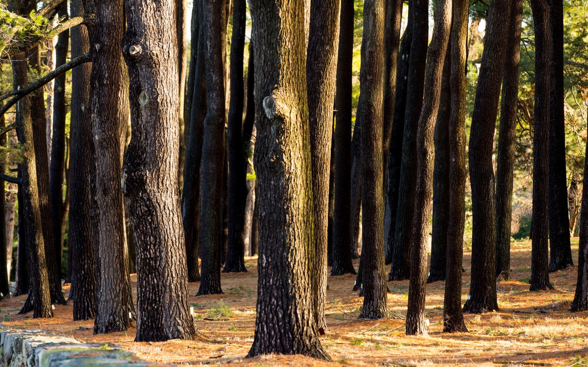 A stand of pine trees.