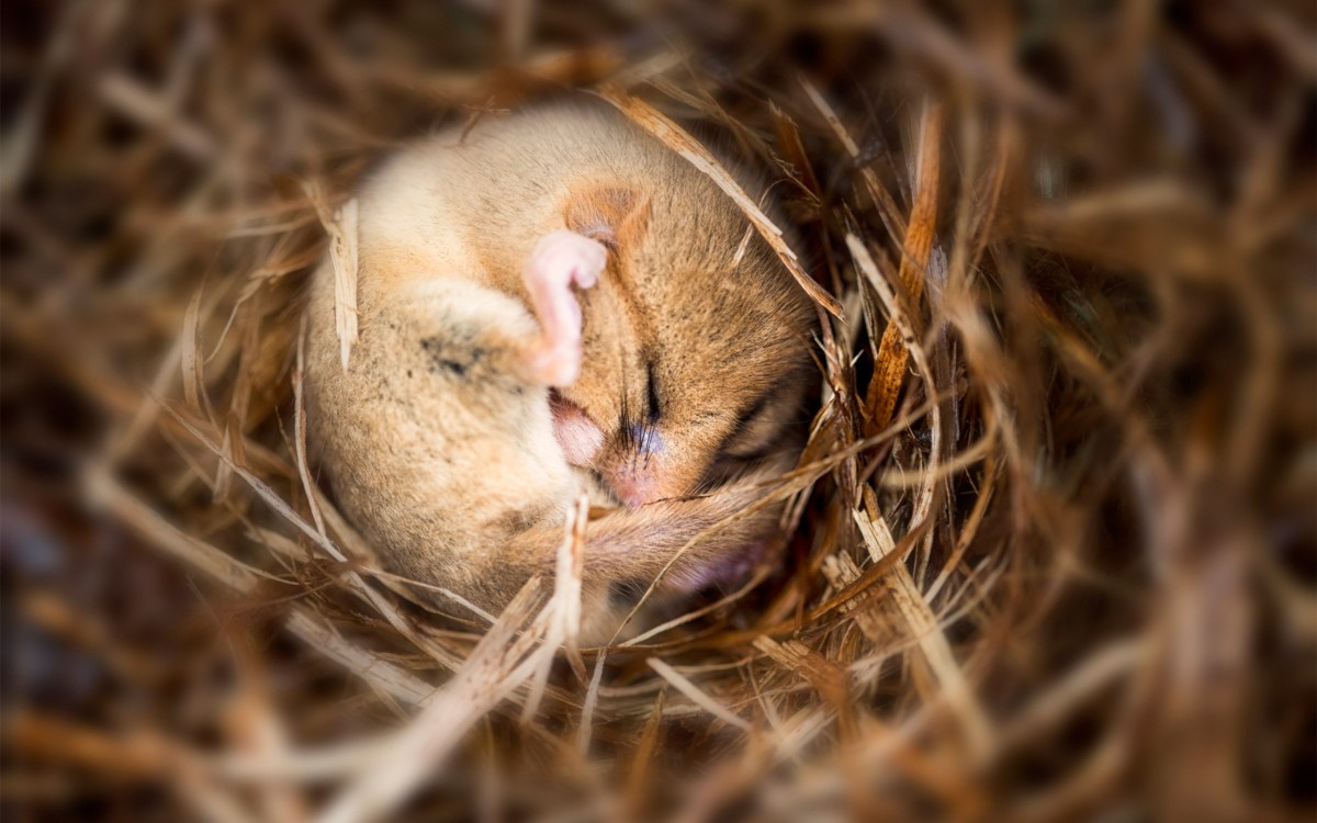 Hibernating dormouse