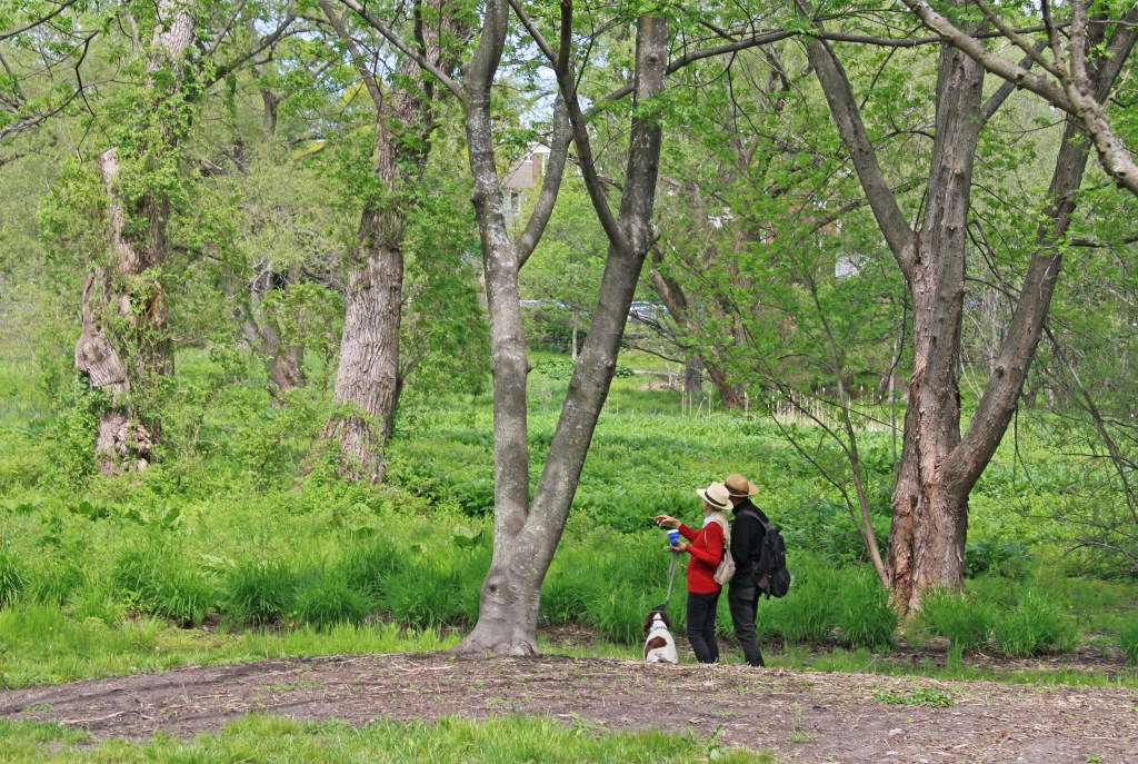 Visitors at Meadow Road in the Arnold Arboretum.