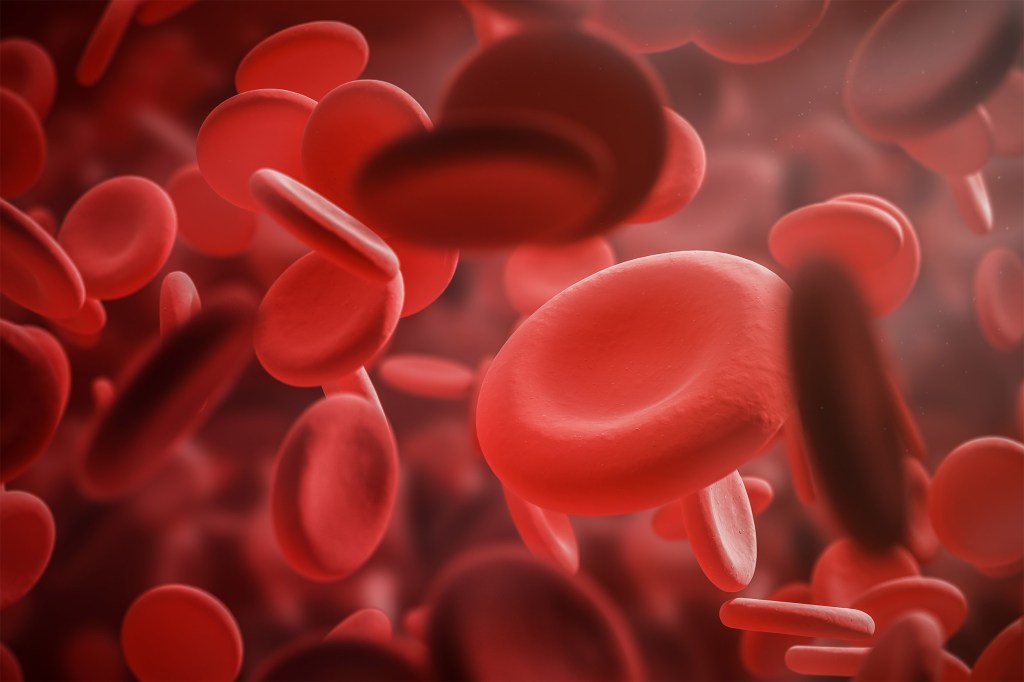 Red blood cells.