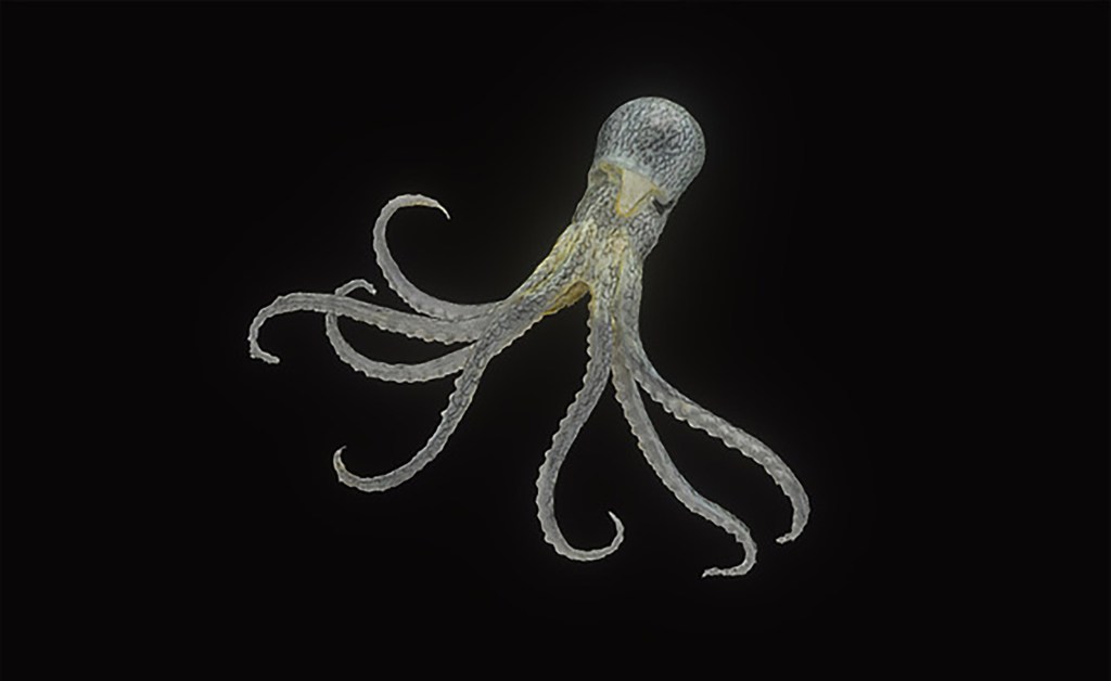 Octopus, Robsonella fontanianus.