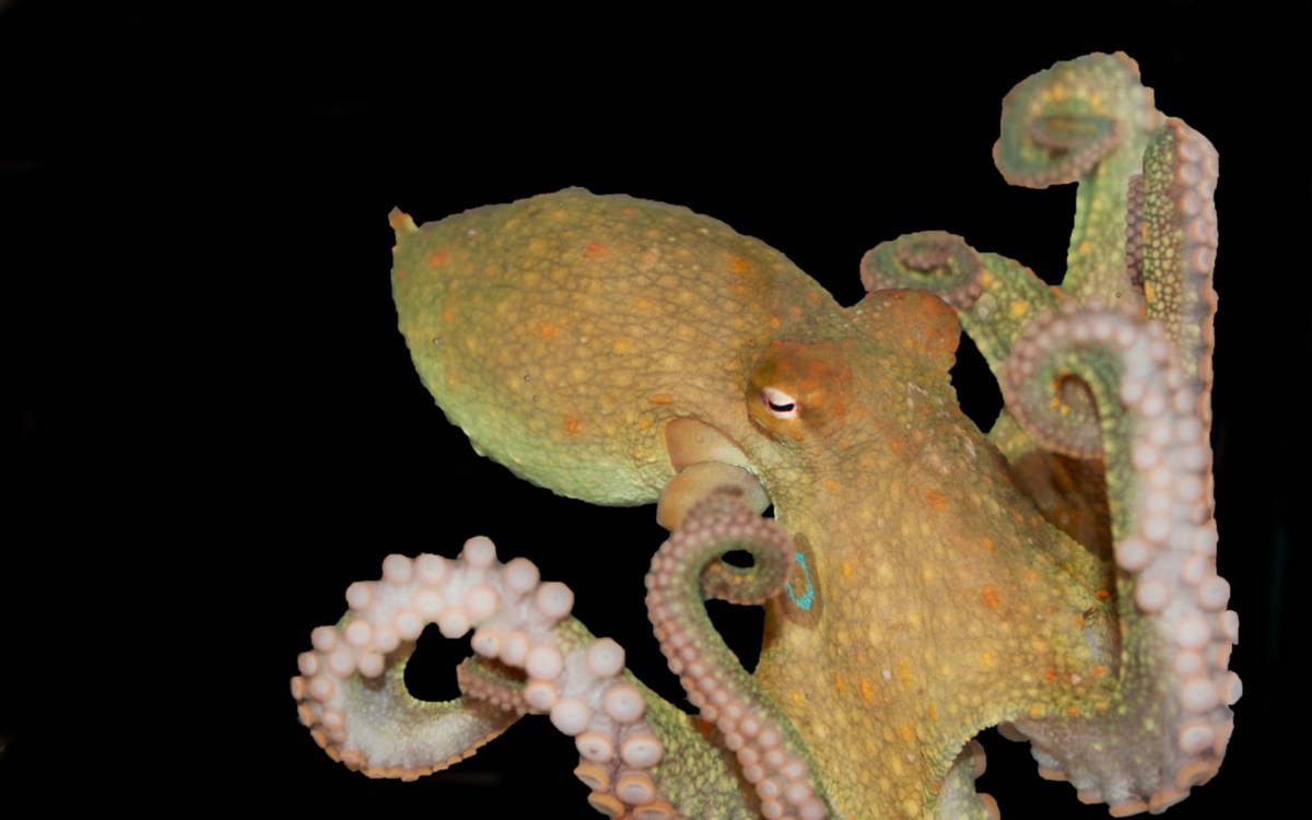 Octopus.